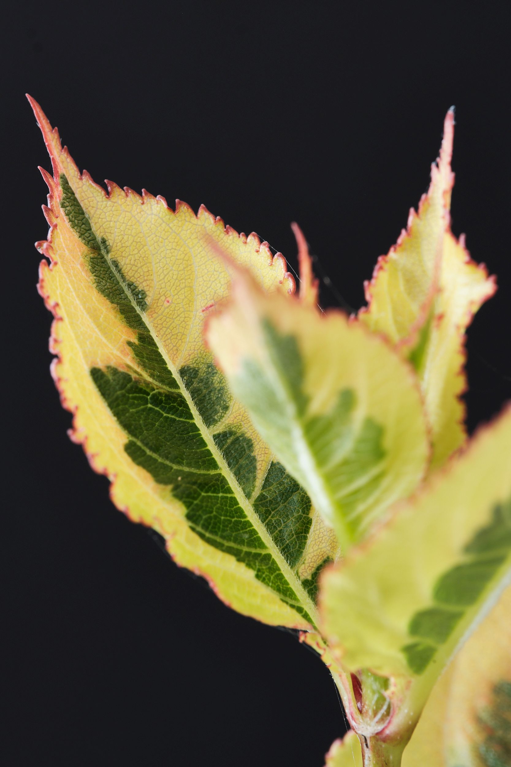 weigela_fl._magical_rainbow_-_m_detail.jpg