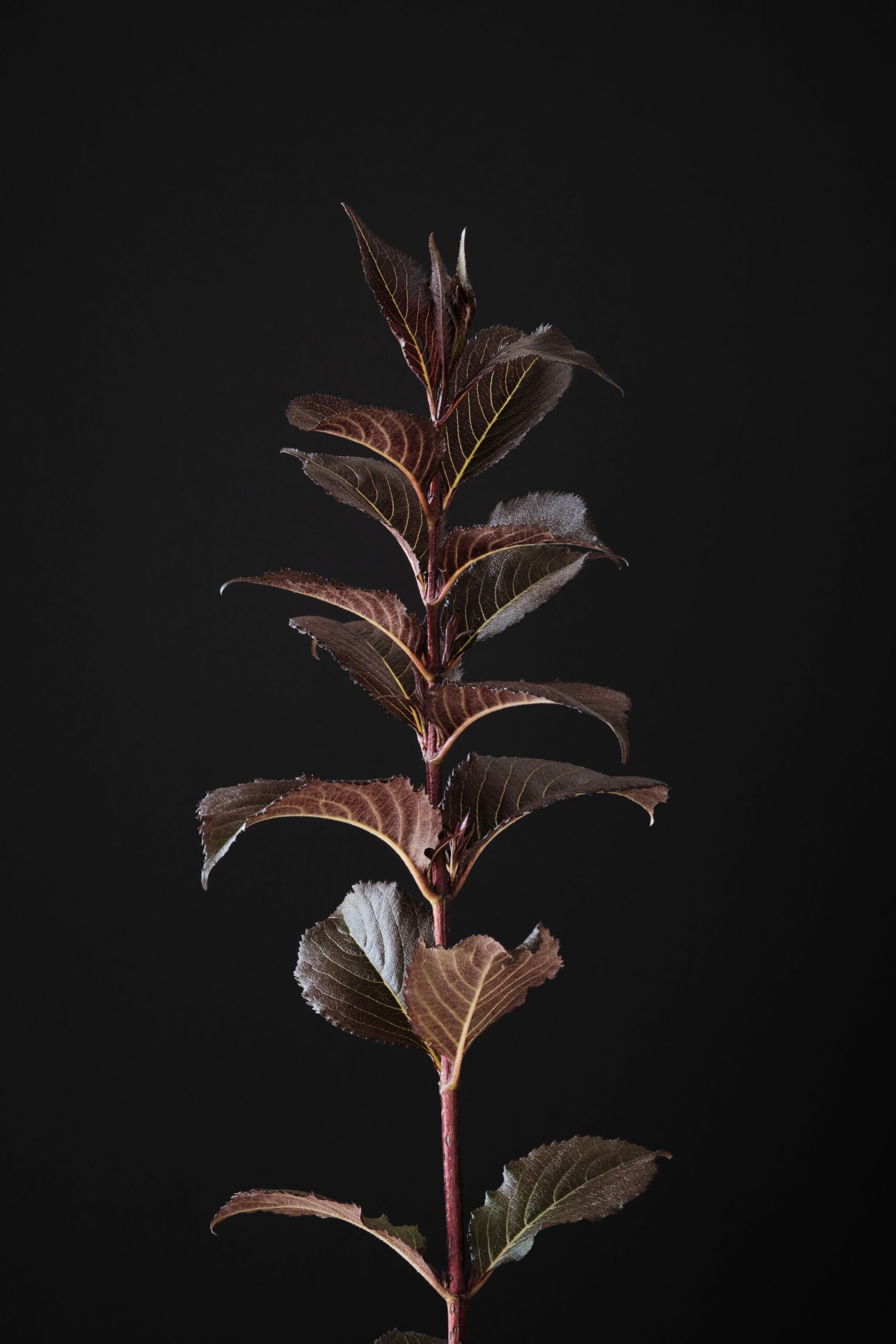 weigela_florida_shining_fantasy_-_l_overzicht.jpg