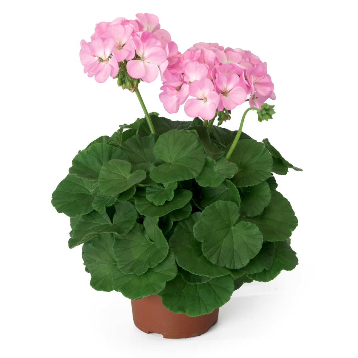2000-lavender-3013340912.webp
