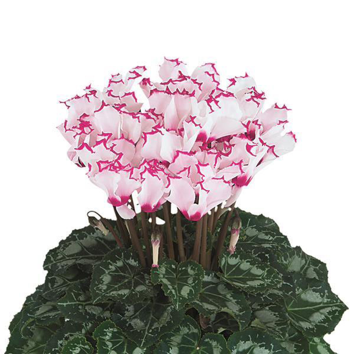 absolu-de-morel-4702-3591368857.webp