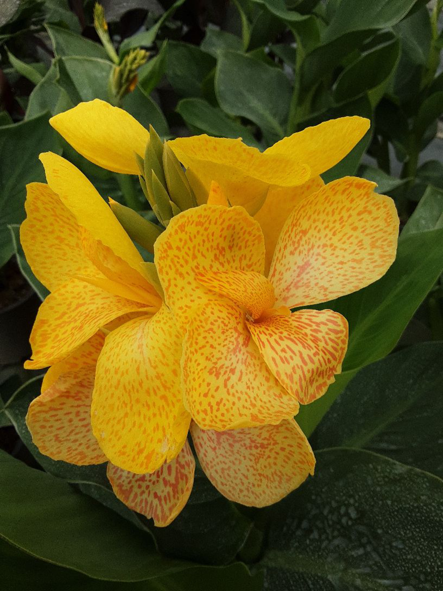 amalia-3667780129.webp