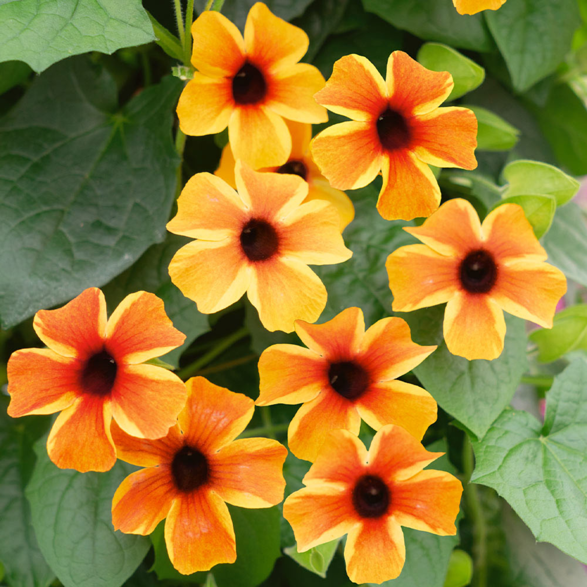 amber-stripe-1827544852.webp