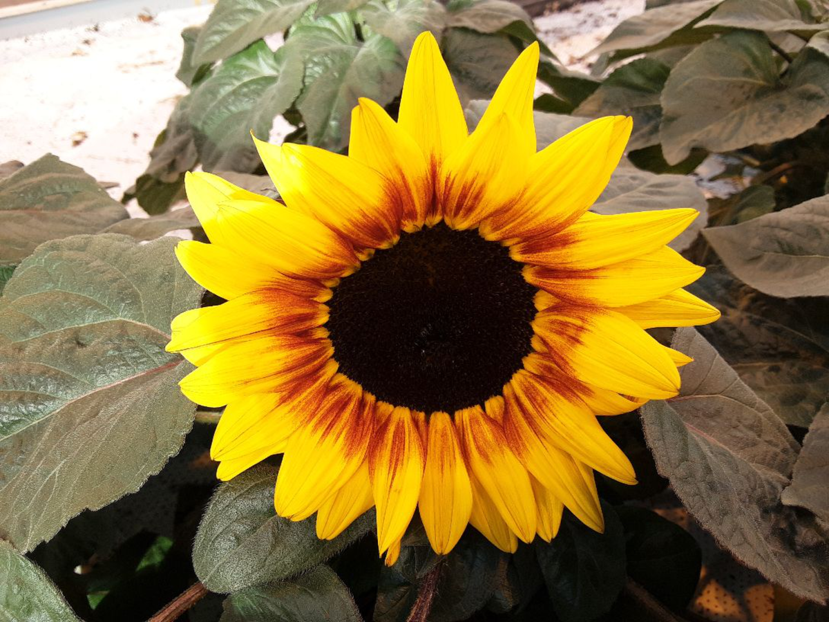 ambersol-he21-311-exp-bic-3884689172.webp