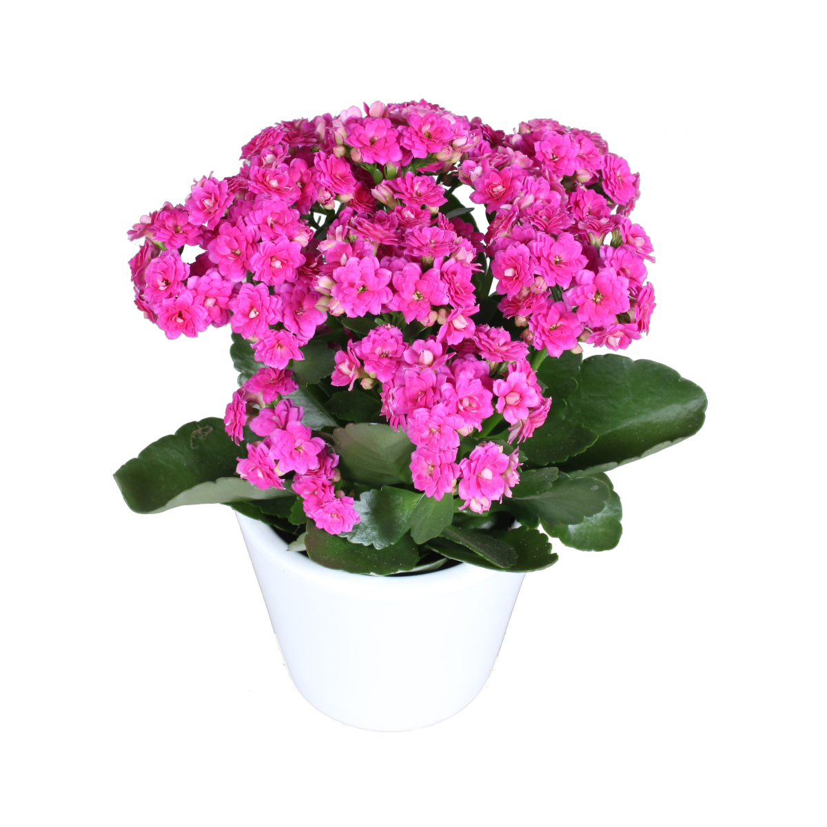 amethyst-1859321447.webp