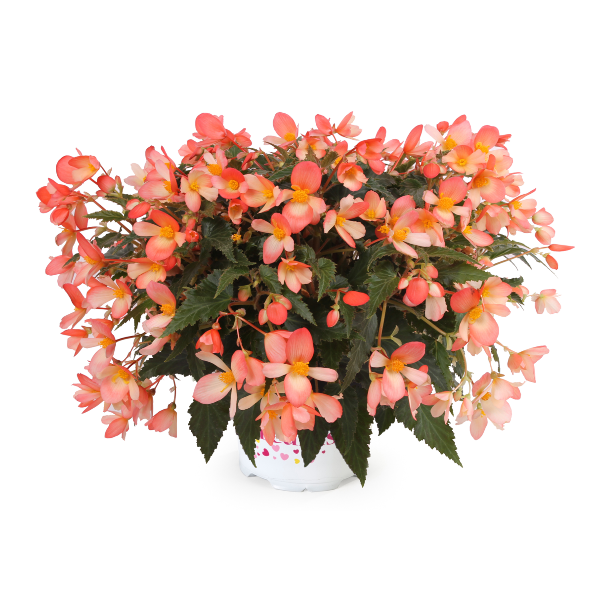 angel-soft-orange-50585631.webp