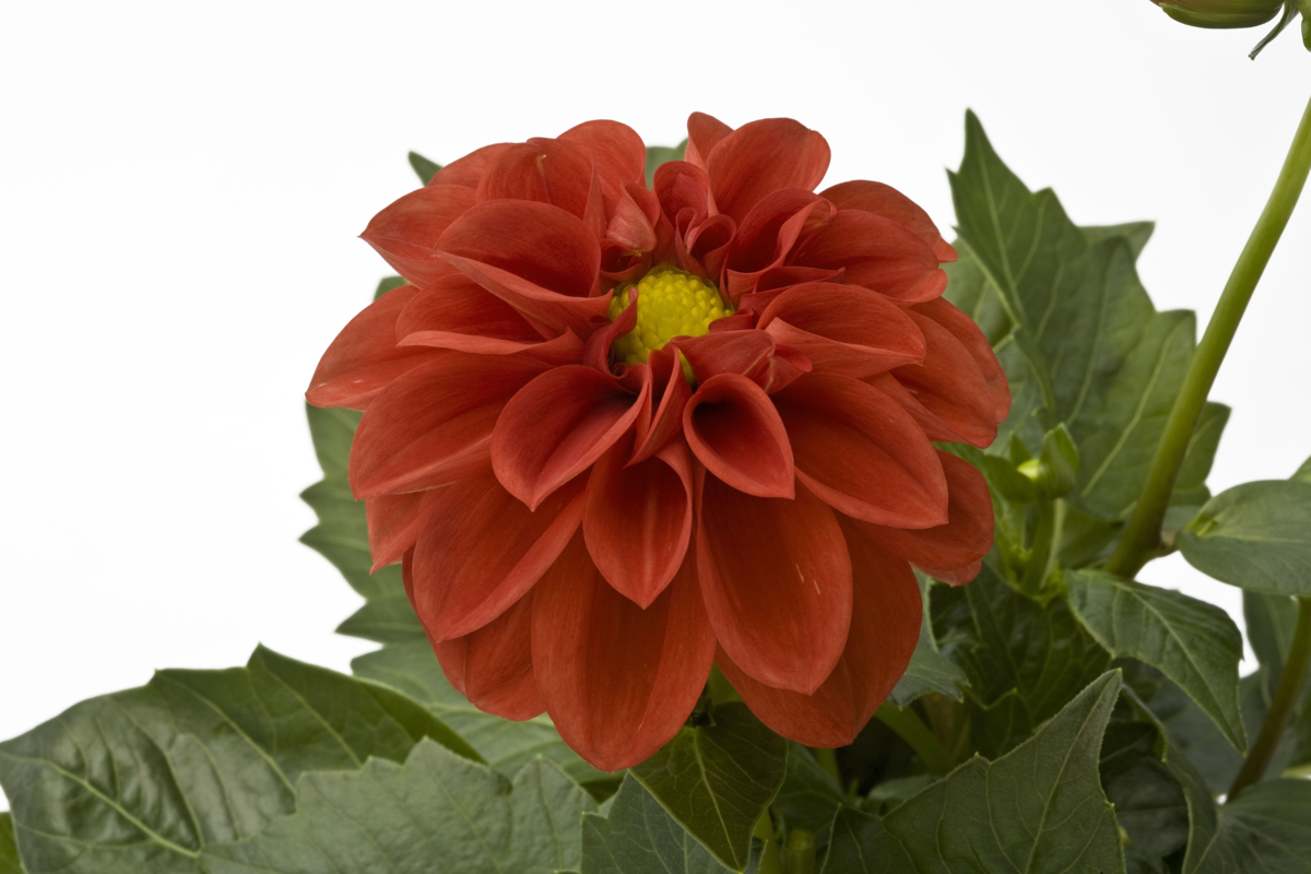 anna-3427316150.webp