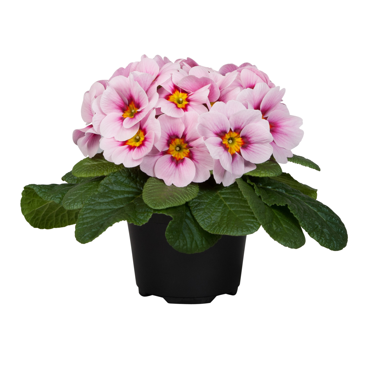 appleblossom-143371115.webp