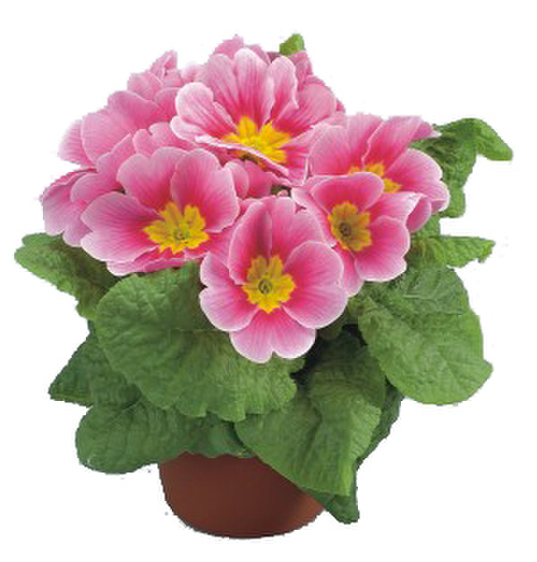 appleblossom-3586114741.webp