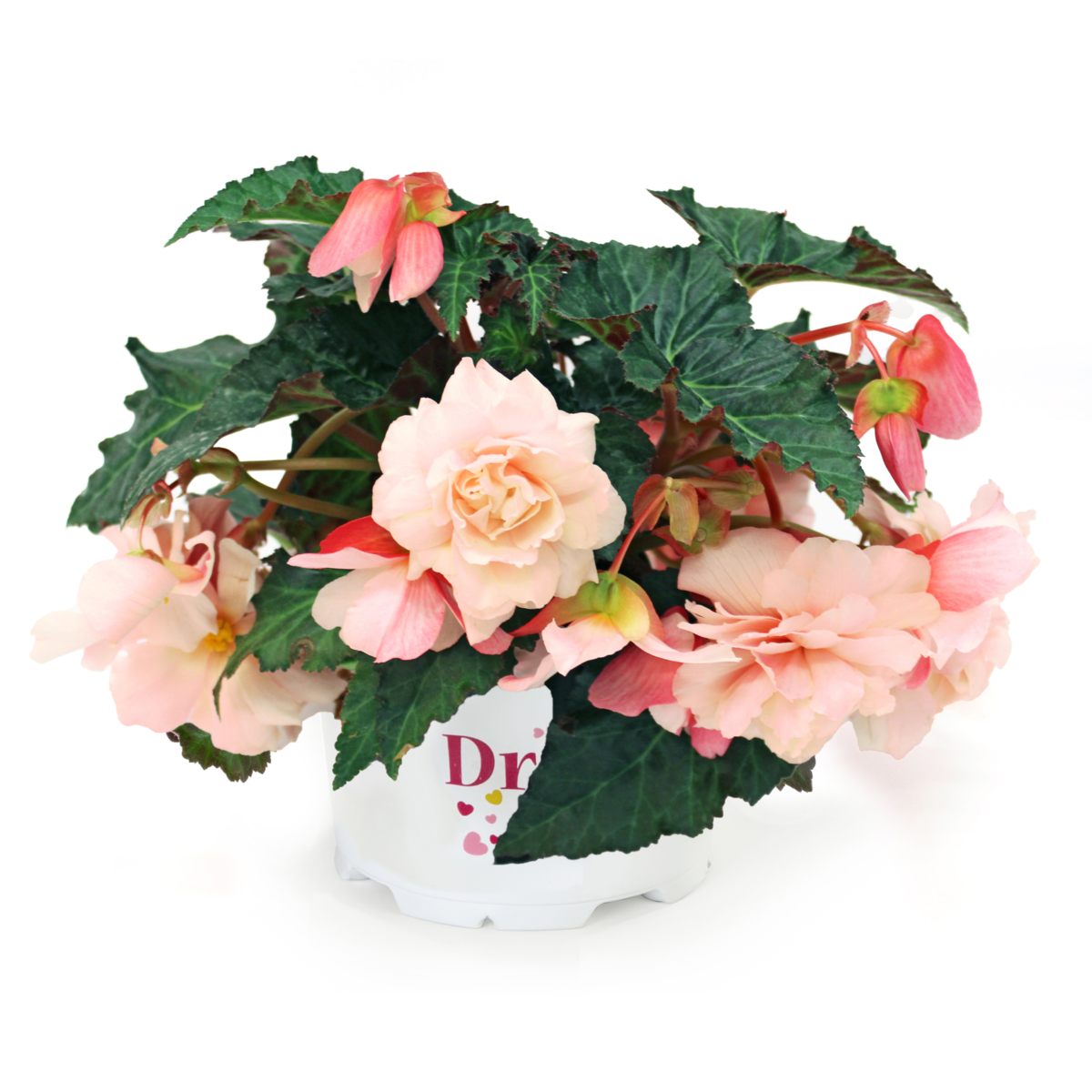 appleblossom-improved-3690943111.webp