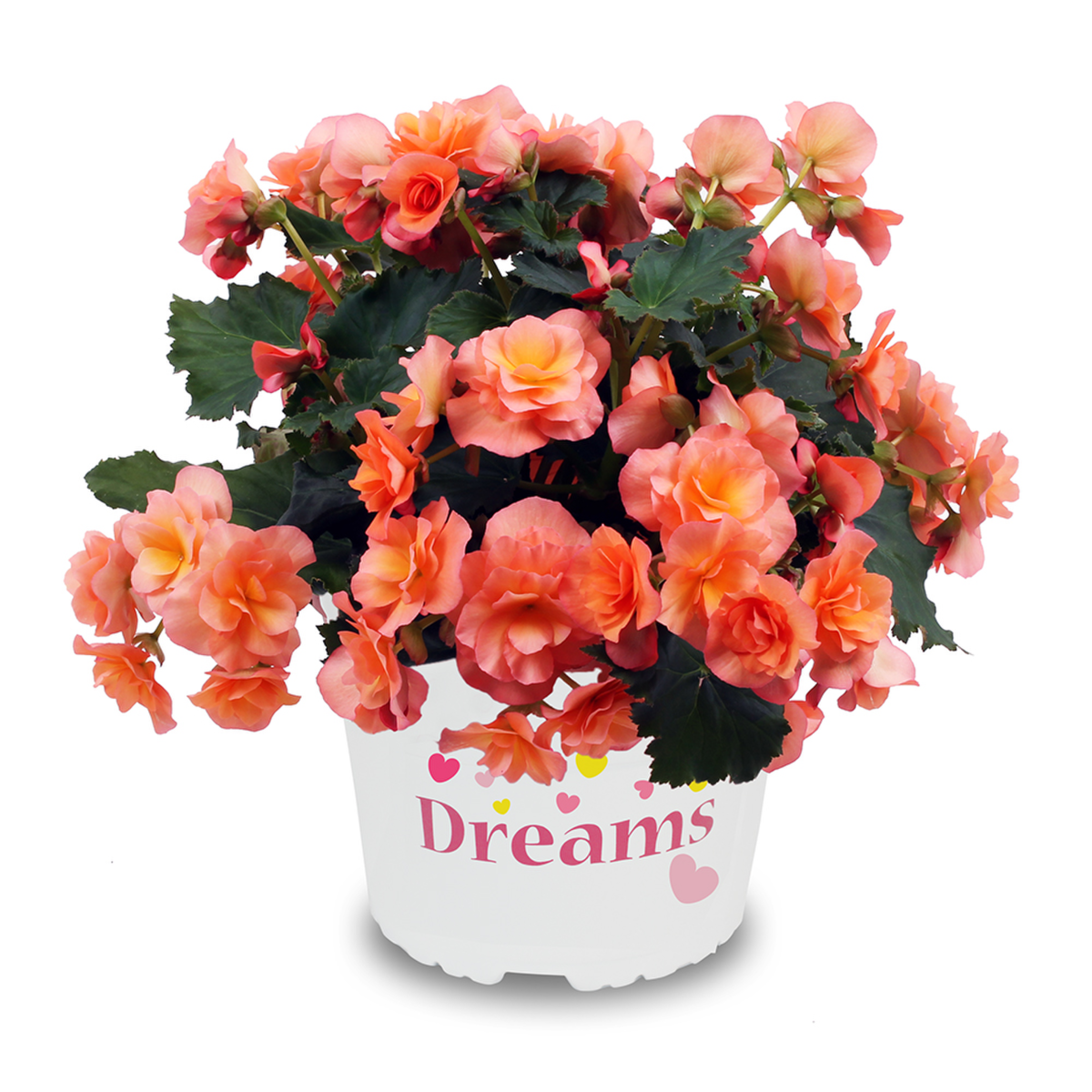 apricot-3130447435.webp