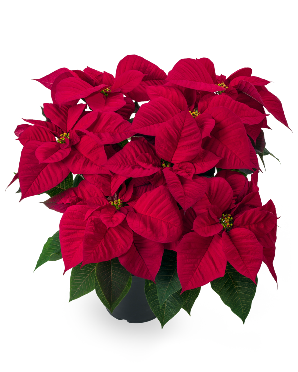 astro-red-607508452.webp