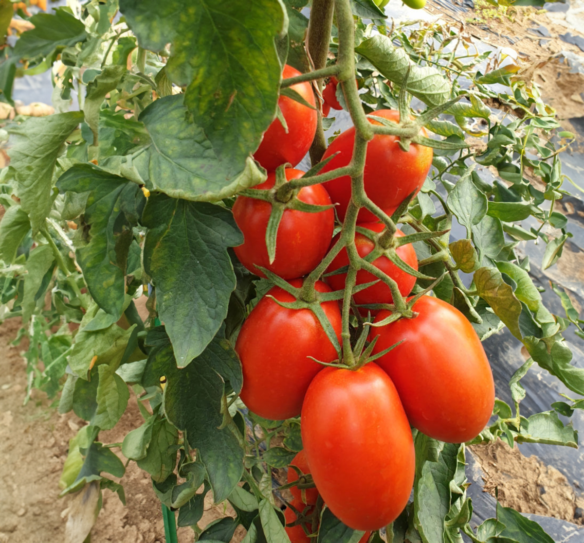 atyliade-f1-1005680626.webp