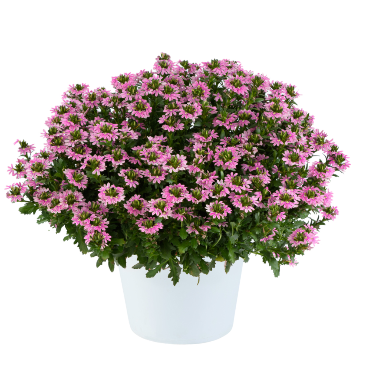 baby-pink-3836122730.webp
