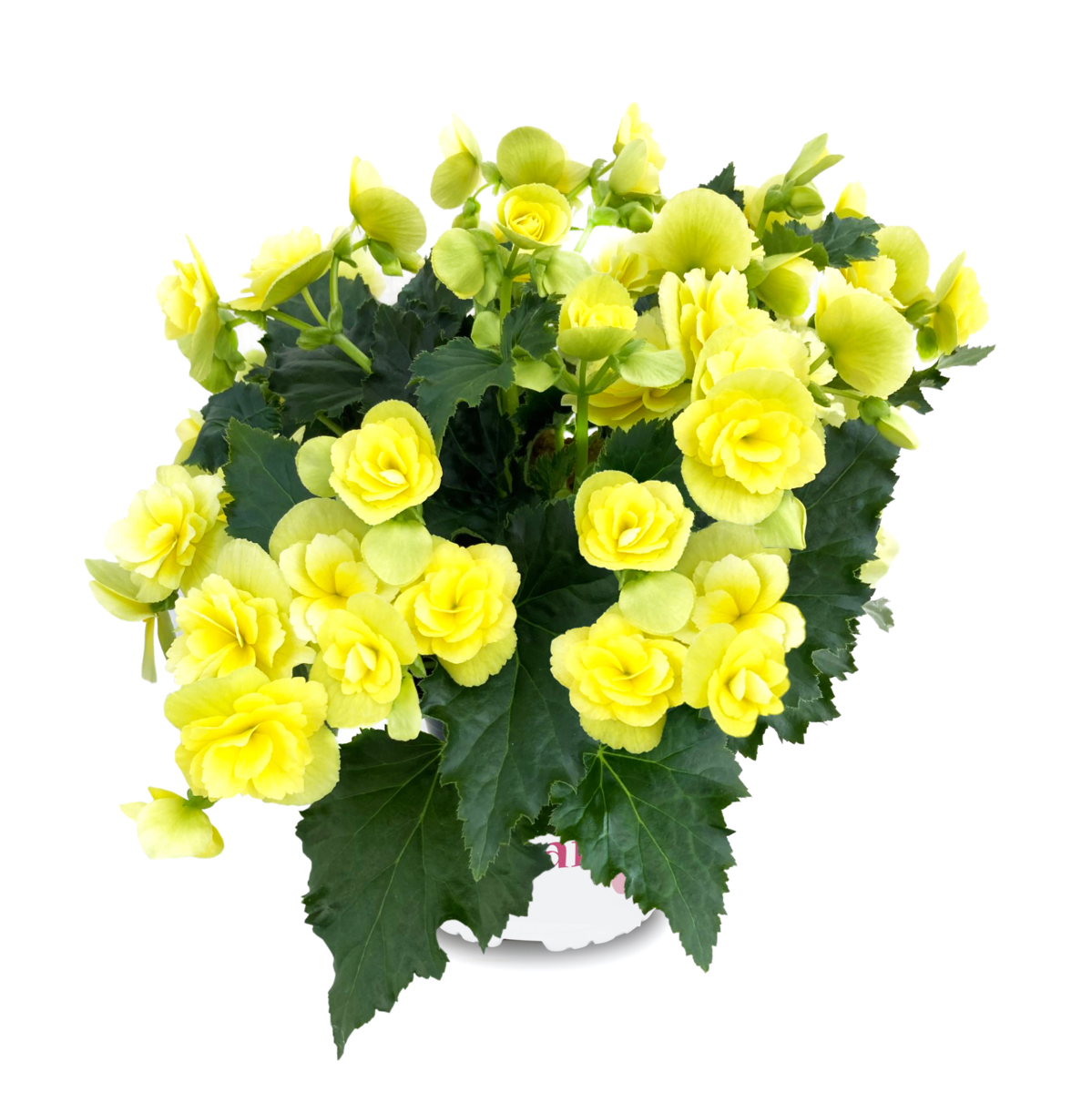 beel-4681-990923641.webp