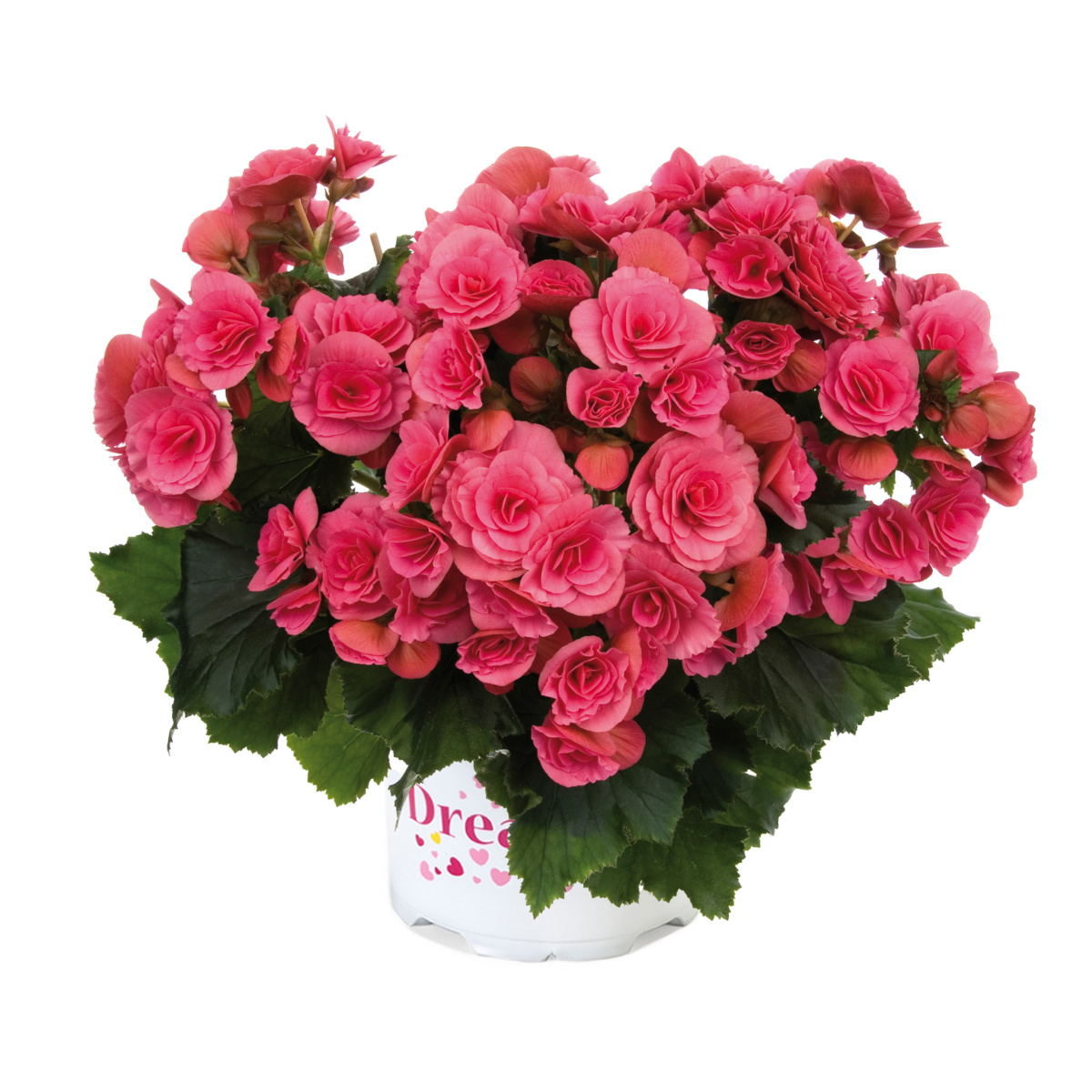 berseba-pink-354412216.webp