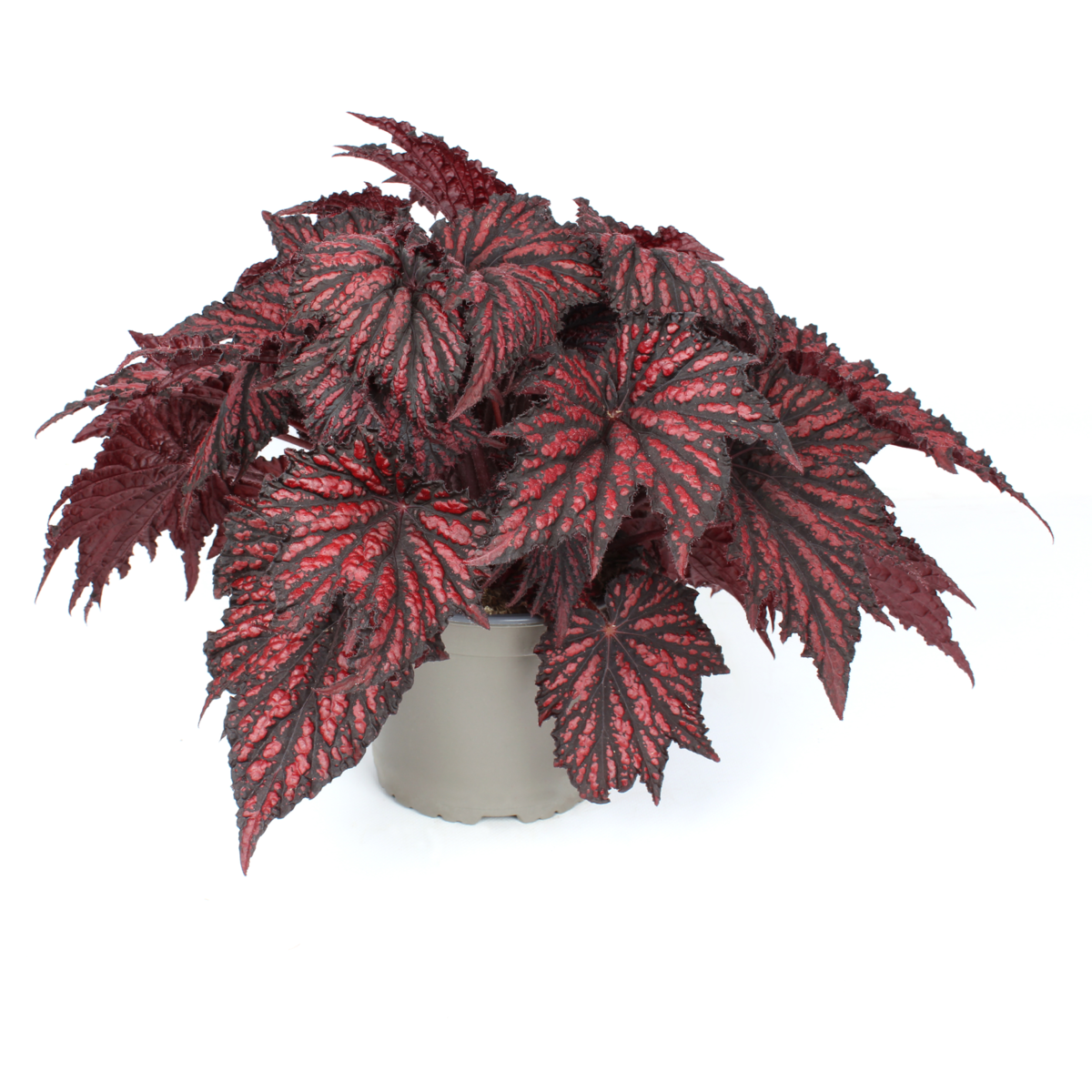 bewitchedtm-red-black-801337957.webp