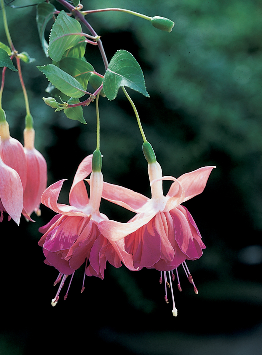 bicentennial-4035021874.webp