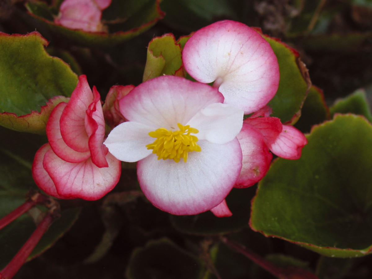 bicolor-4180331627.webp