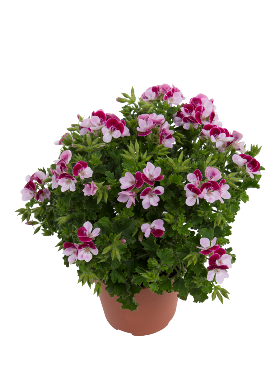 bicolor-463229994.webp