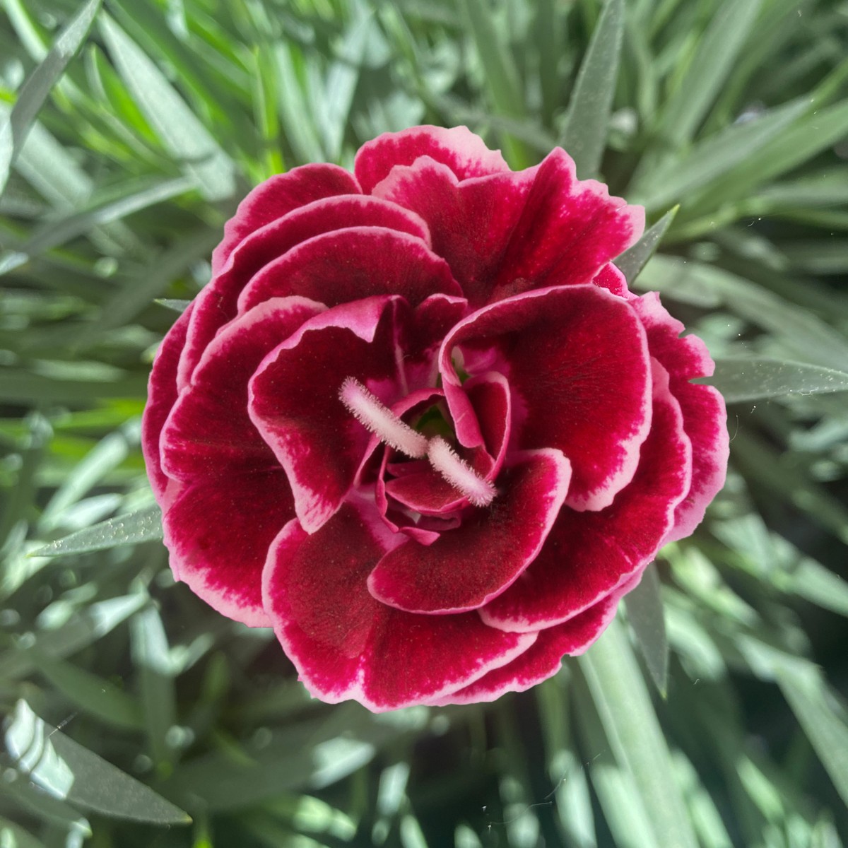 bicolor-burgundy-3103405905.webp