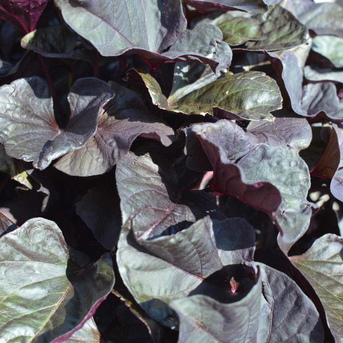 black-heart-3096819720.webp