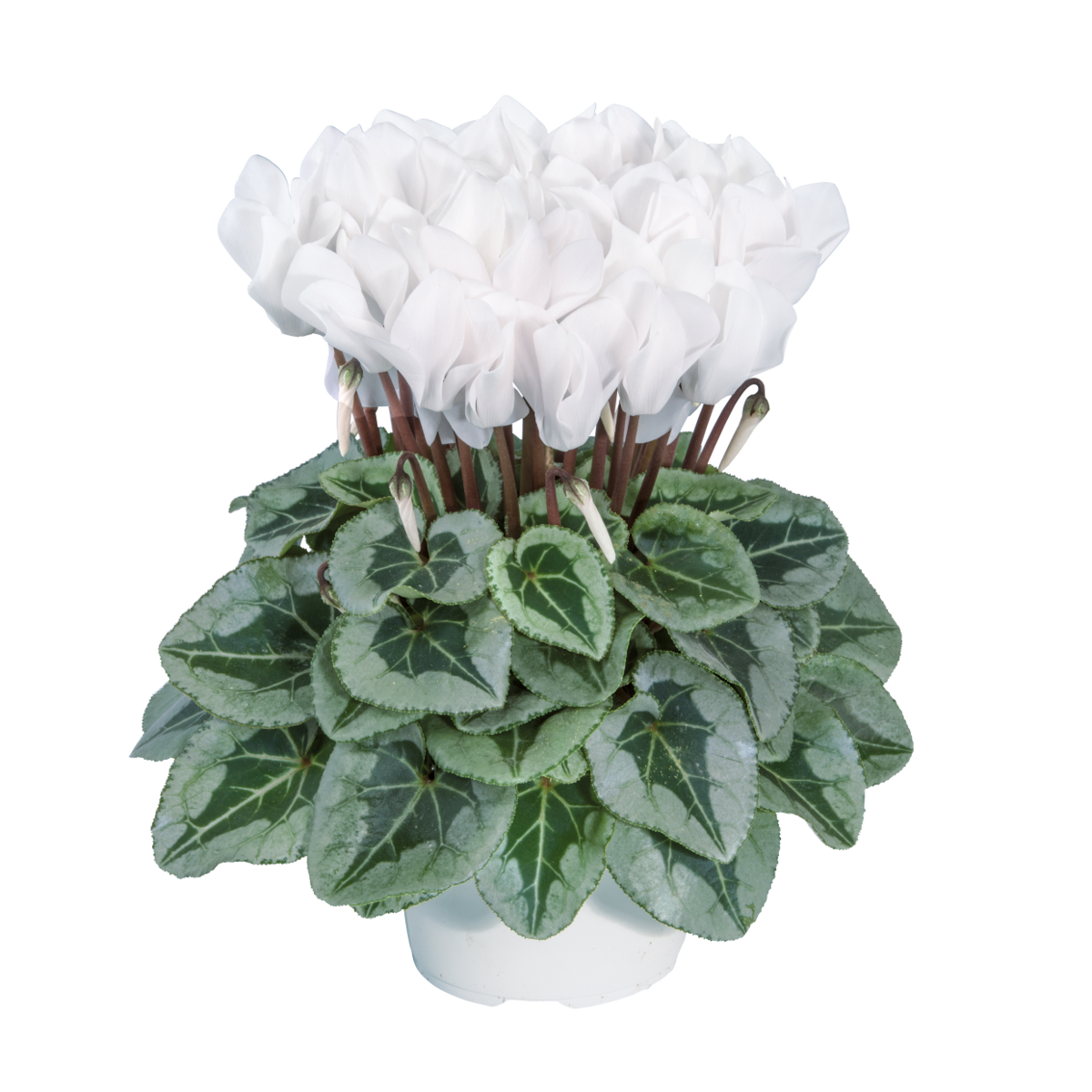 blanc-52228-2731609976.webp