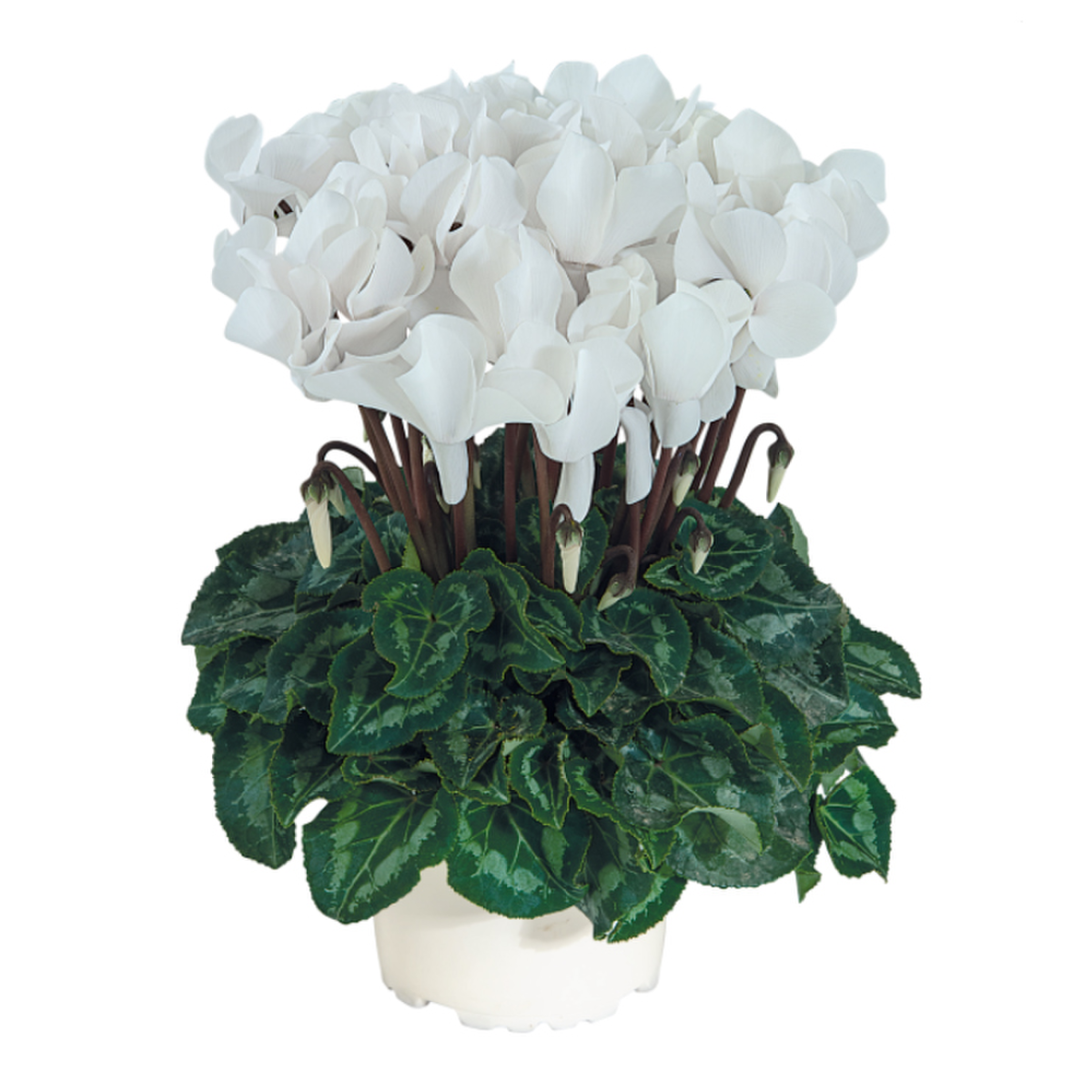 blanc-evolution-3121-2983699169.webp