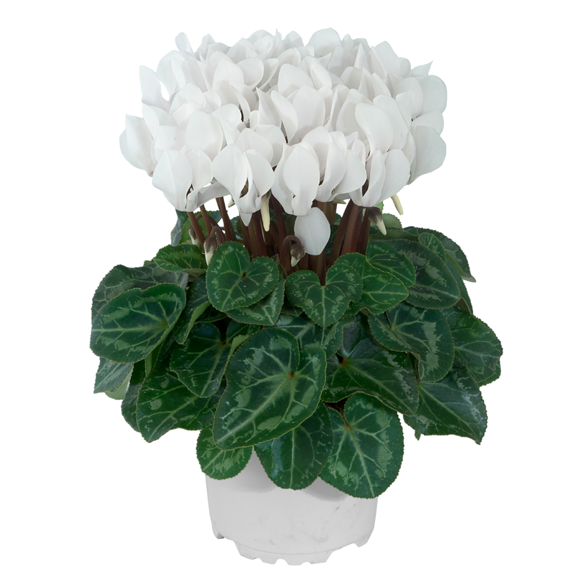 blanc-exp-100341-2835399285.webp
