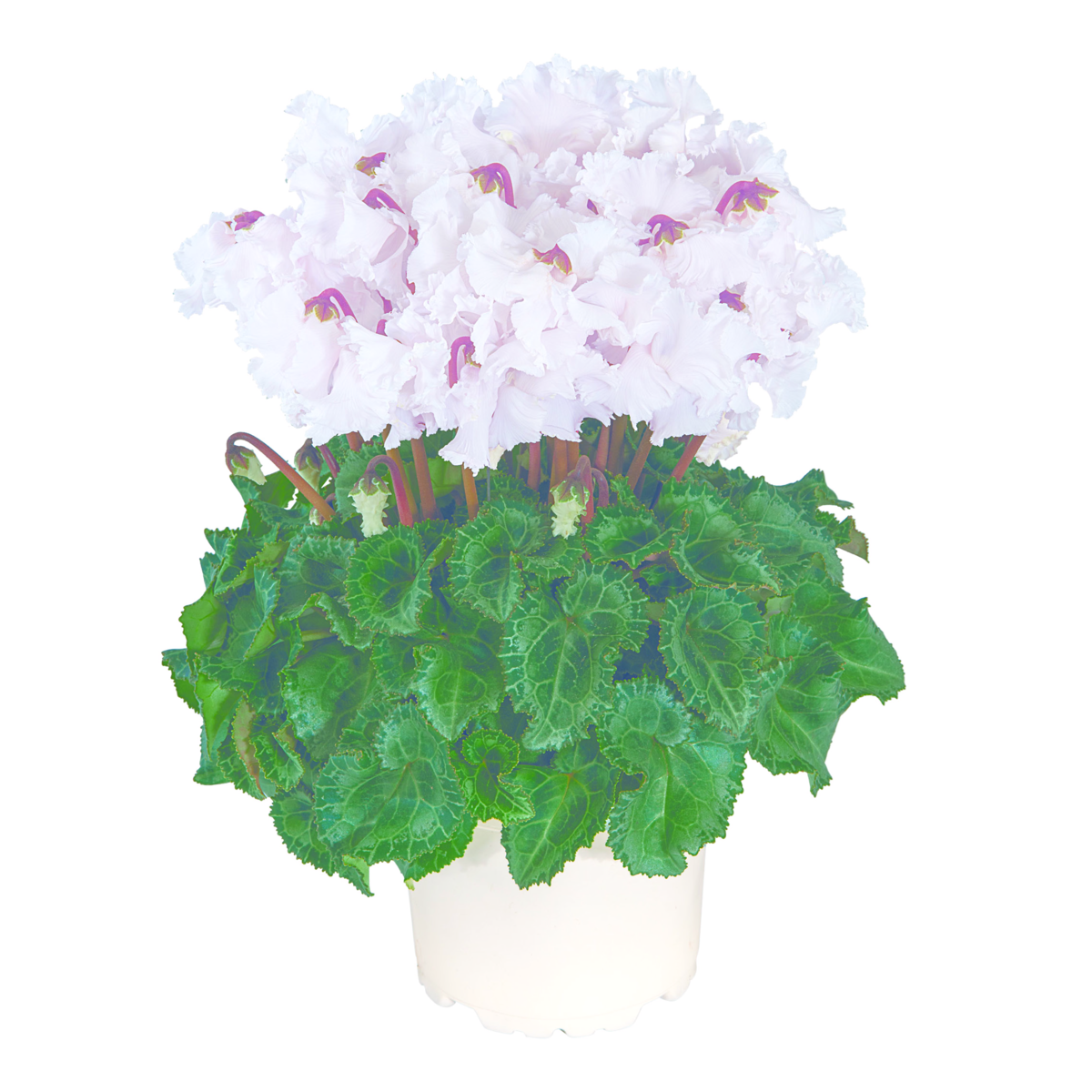 blanc-exp-48120-3015934815.webp