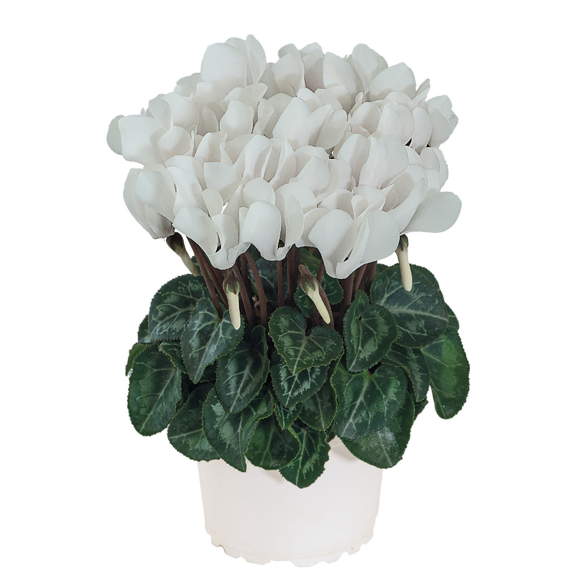 blanc-exp-traite-100553t-3739929957.webp