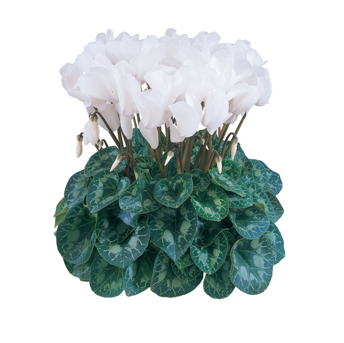 blanc-pur-2124-4159410402.webp