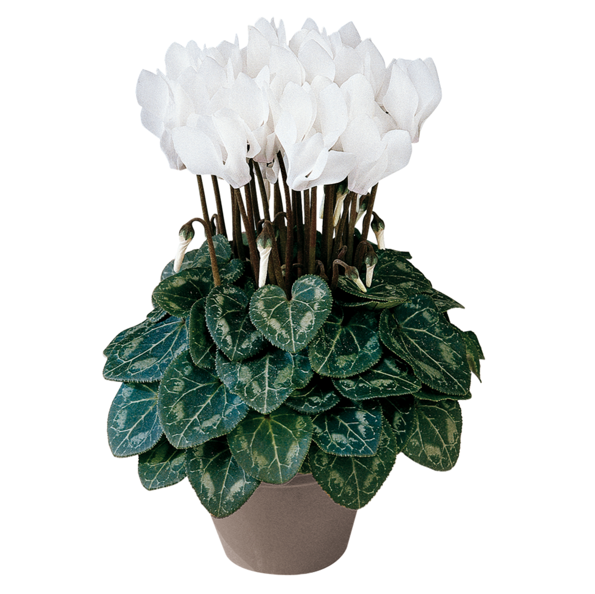 blanc-pur-4120-1808849102.webp