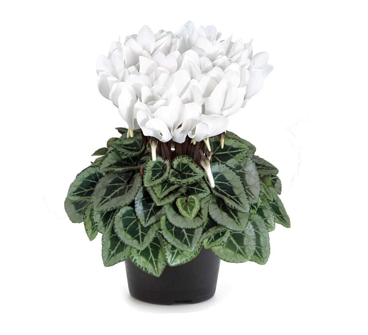 blanc-pur-4225-1308627616.webp