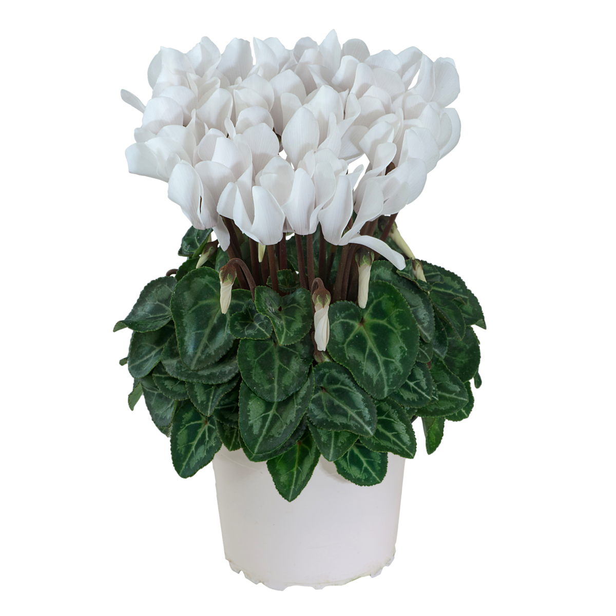 blanc-pur-exp-100552-2891565496.webp