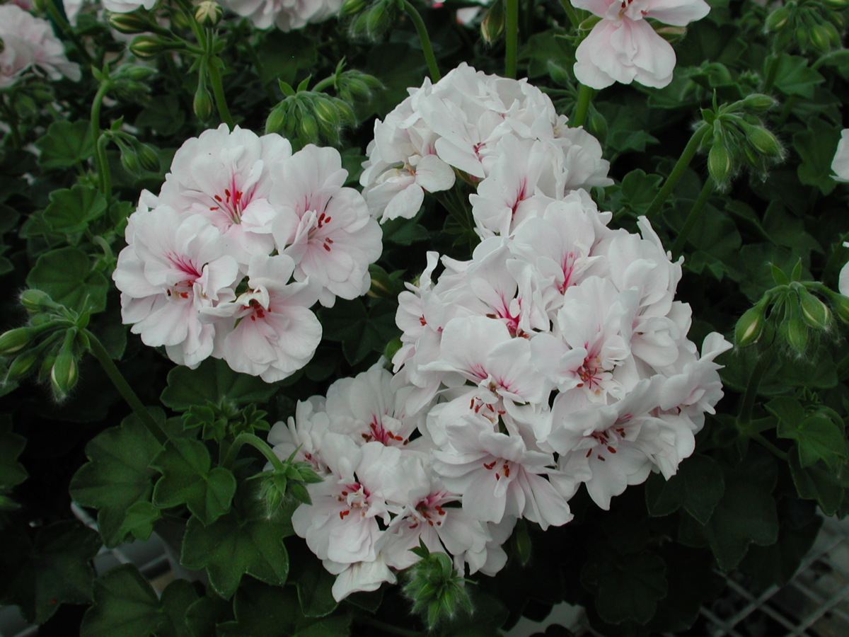blanche-roche-2818482107.webp