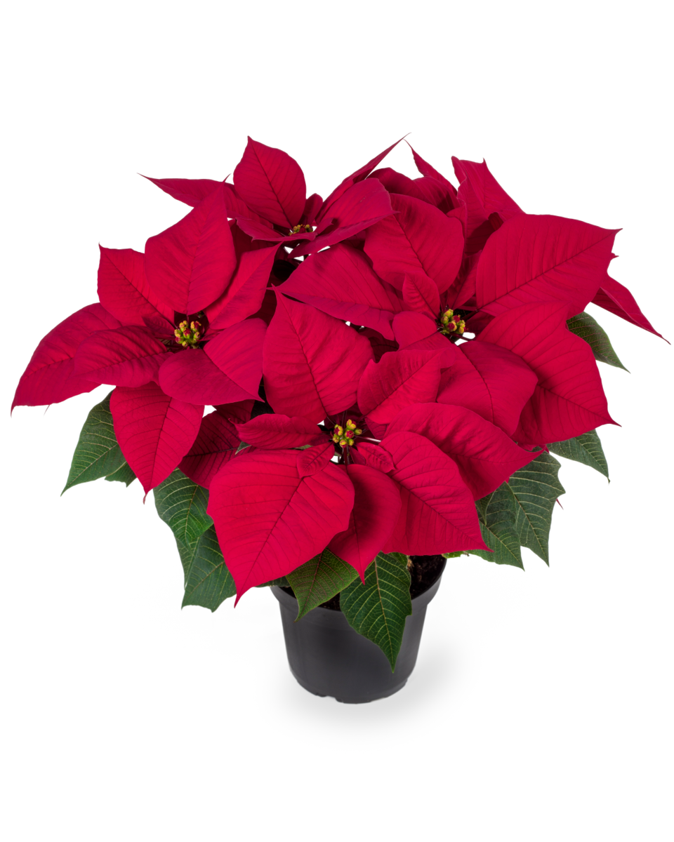 blissful-red-2536608599.webp