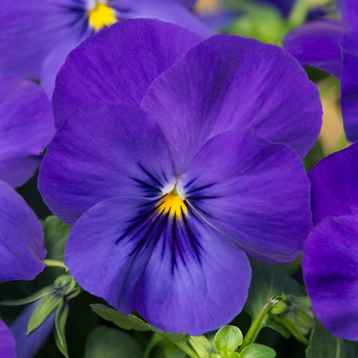 blue-1162504467.webp