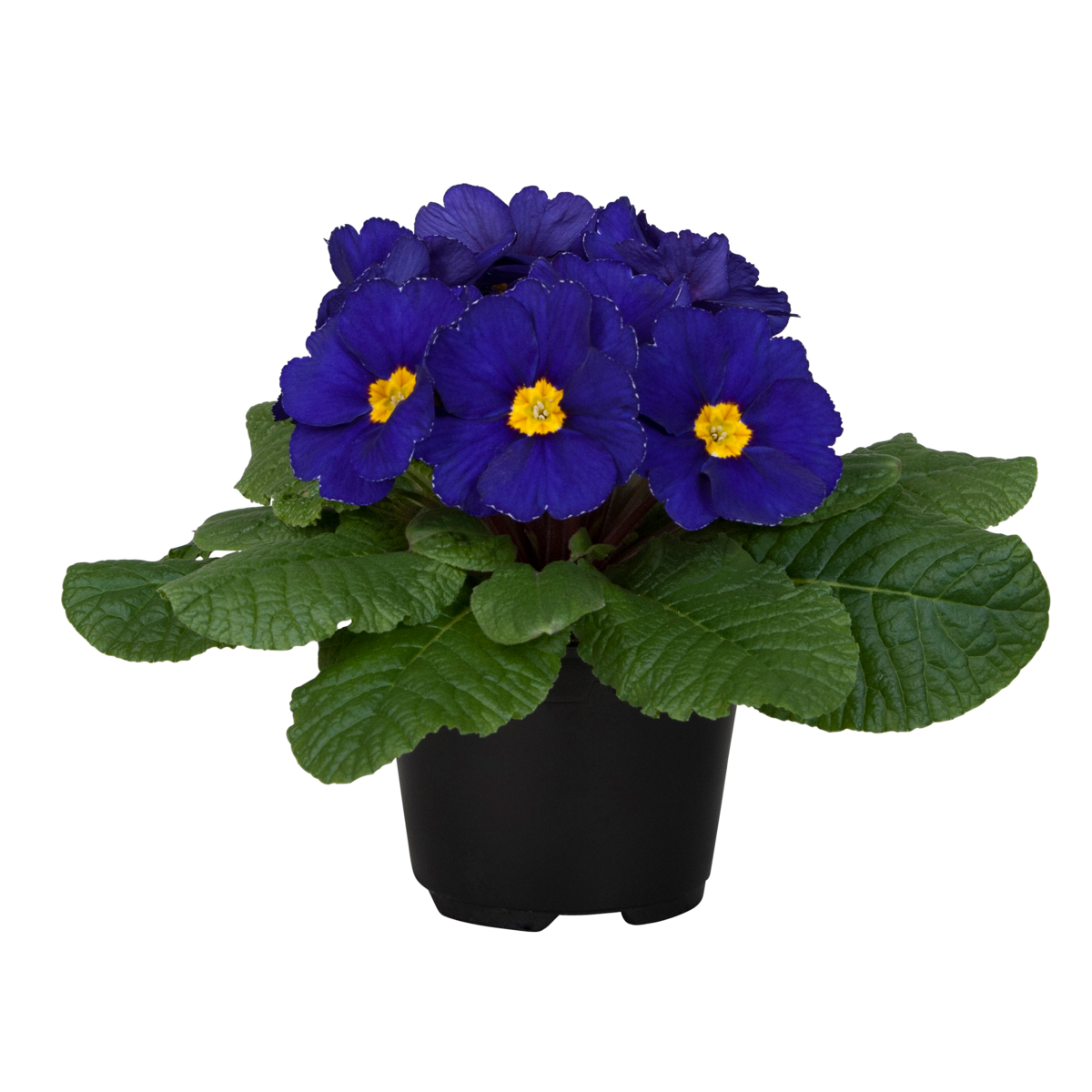 blue-1222259110.webp
