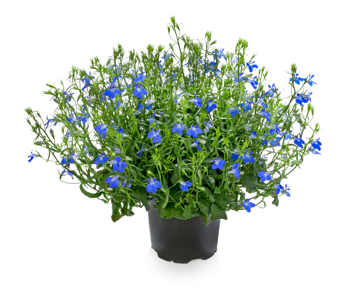 blue-3173621908.webp