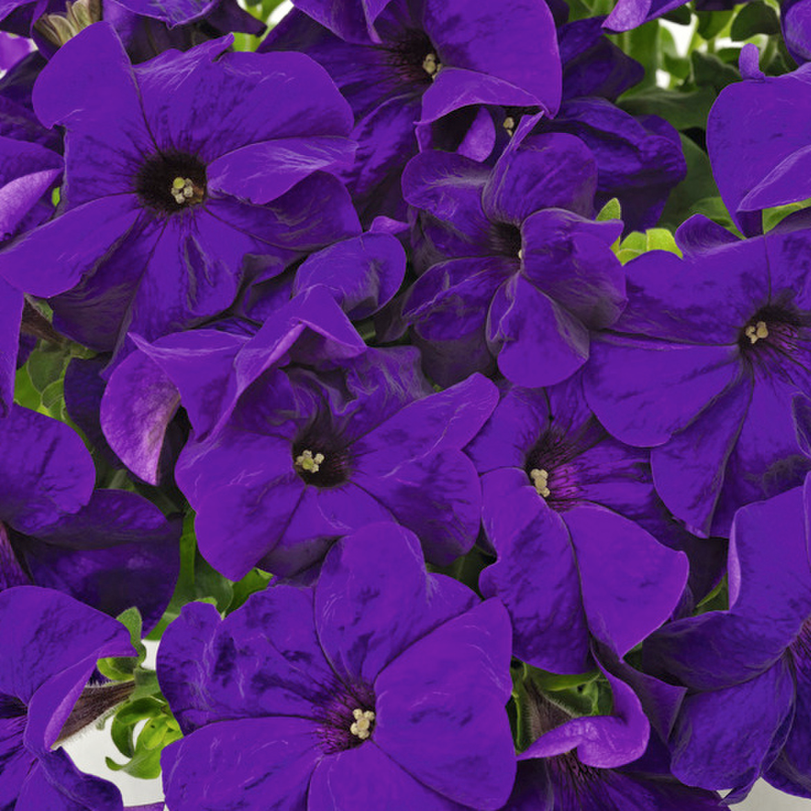 blue-3311742395.webp