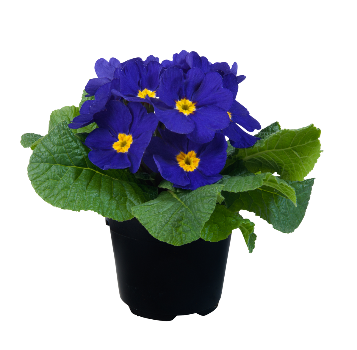 blue-3394563947.webp