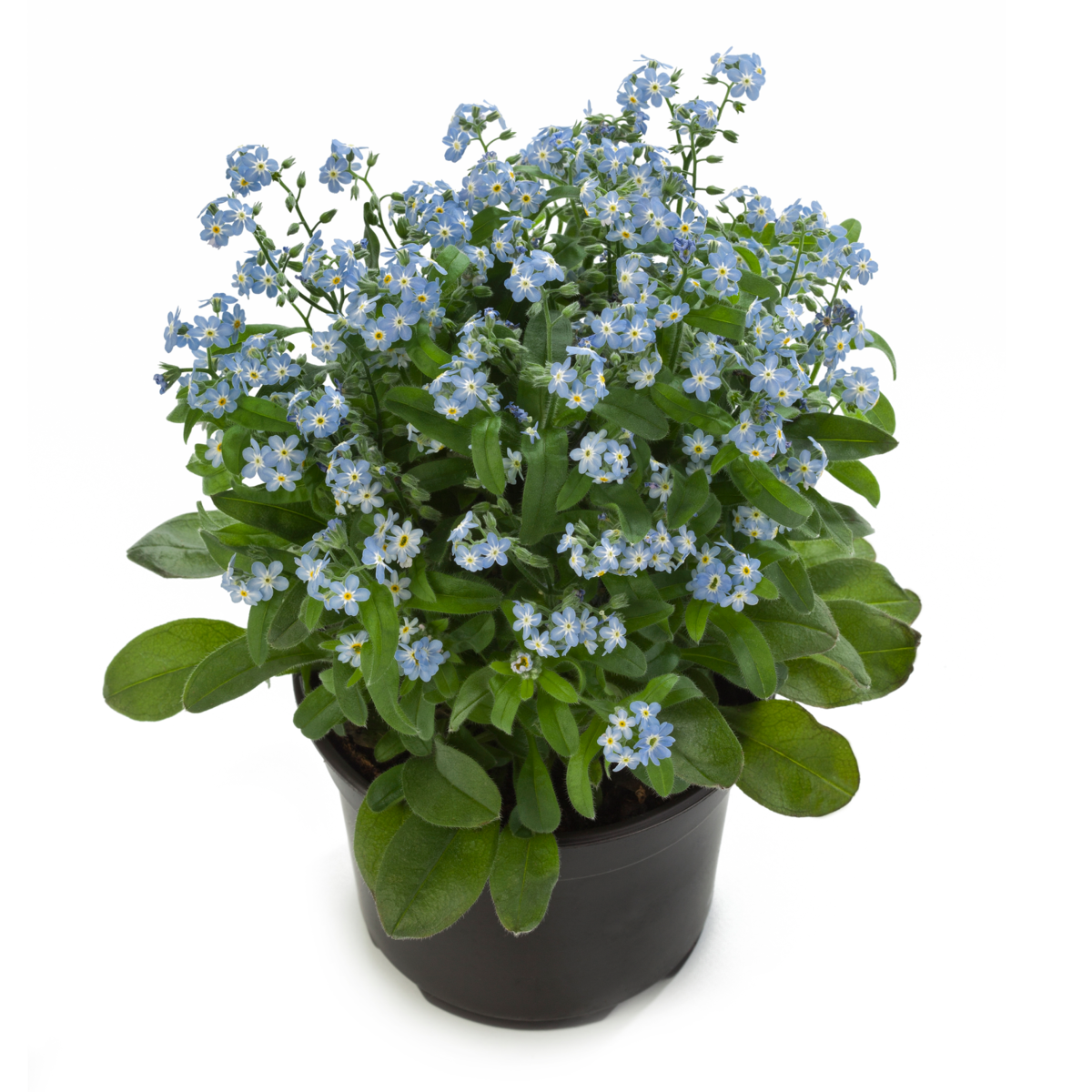 blue-3947833903.webp
