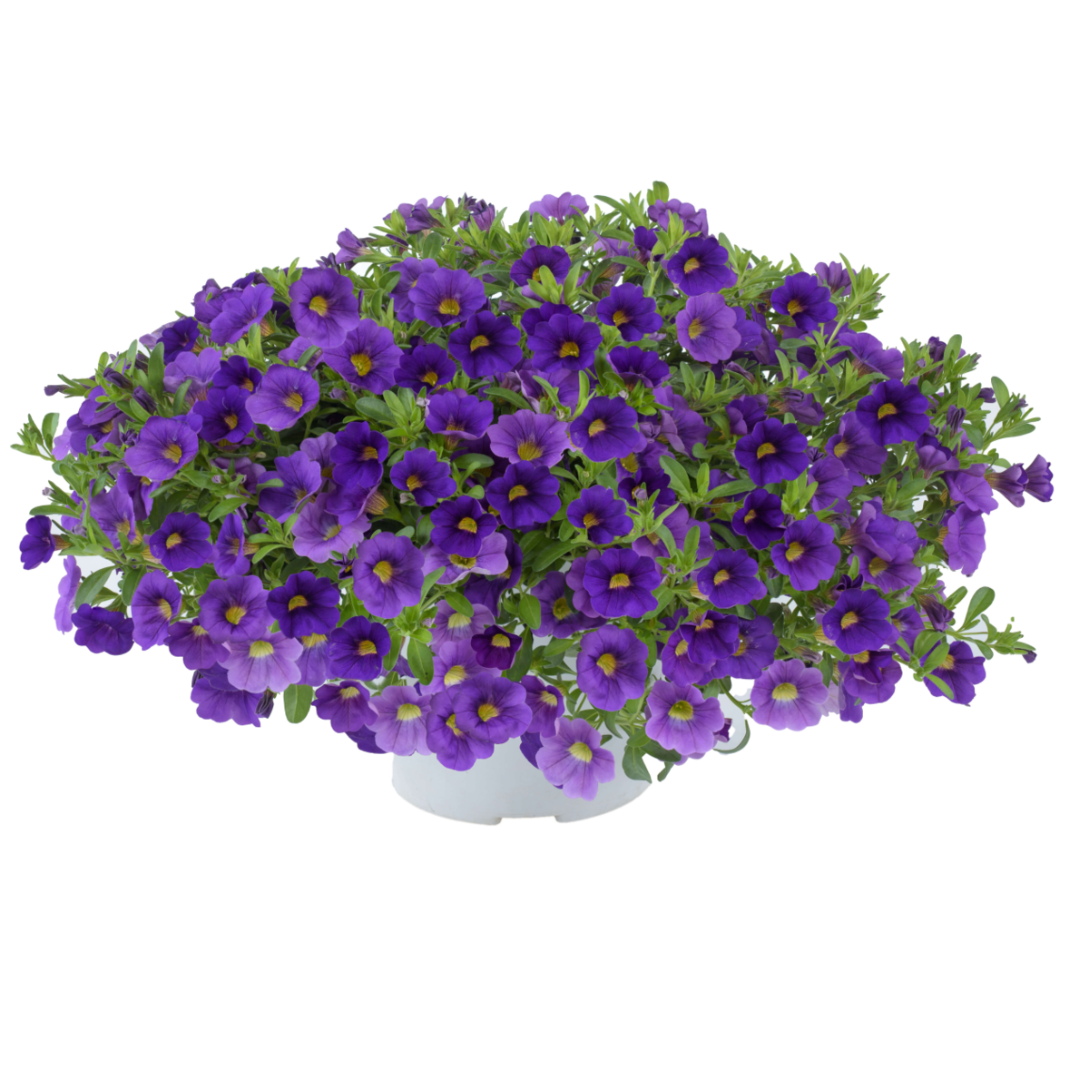 blue-463634098.webp