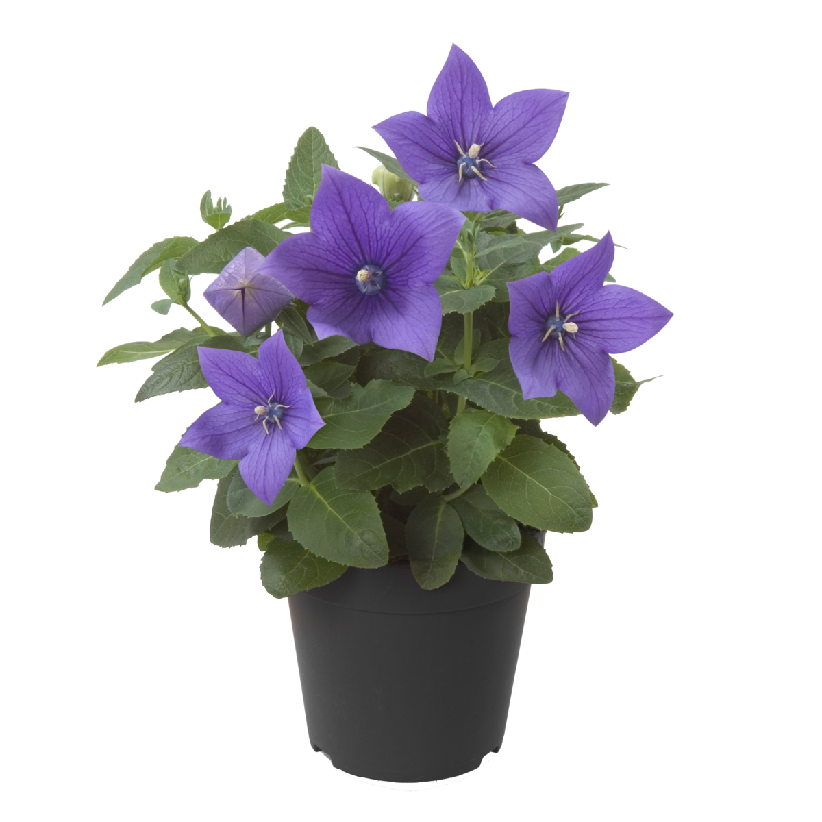 blue-815117900.webp