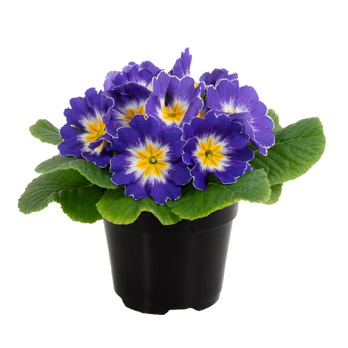 blue-bicolour-3847054177.webp
