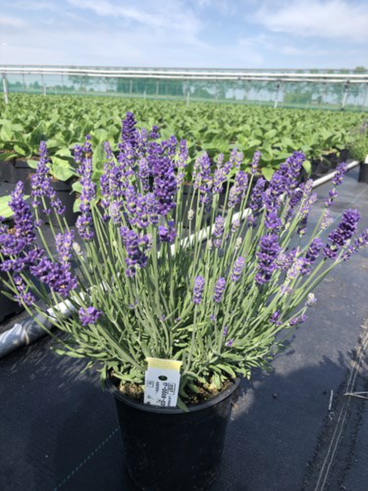 blue-bijou-lvan-1314-4137943284.webp