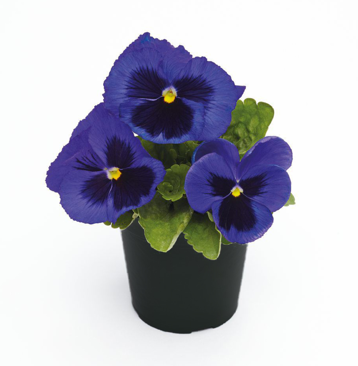 blue-blotch-4153069106.webp