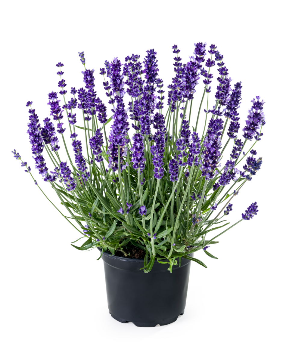 blue-impr-4101605769.webp