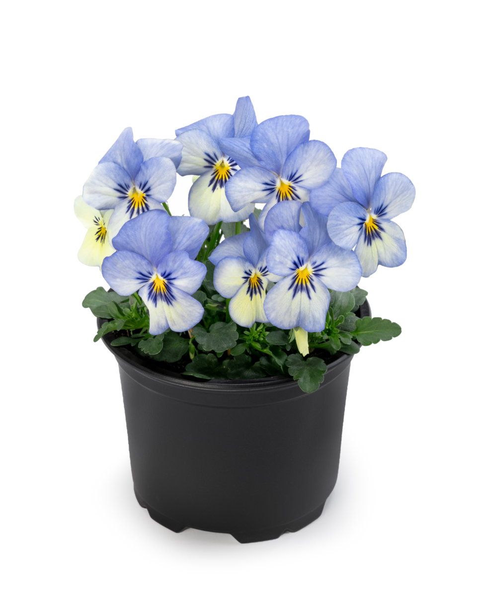 blue-picotee-1739678910.webp