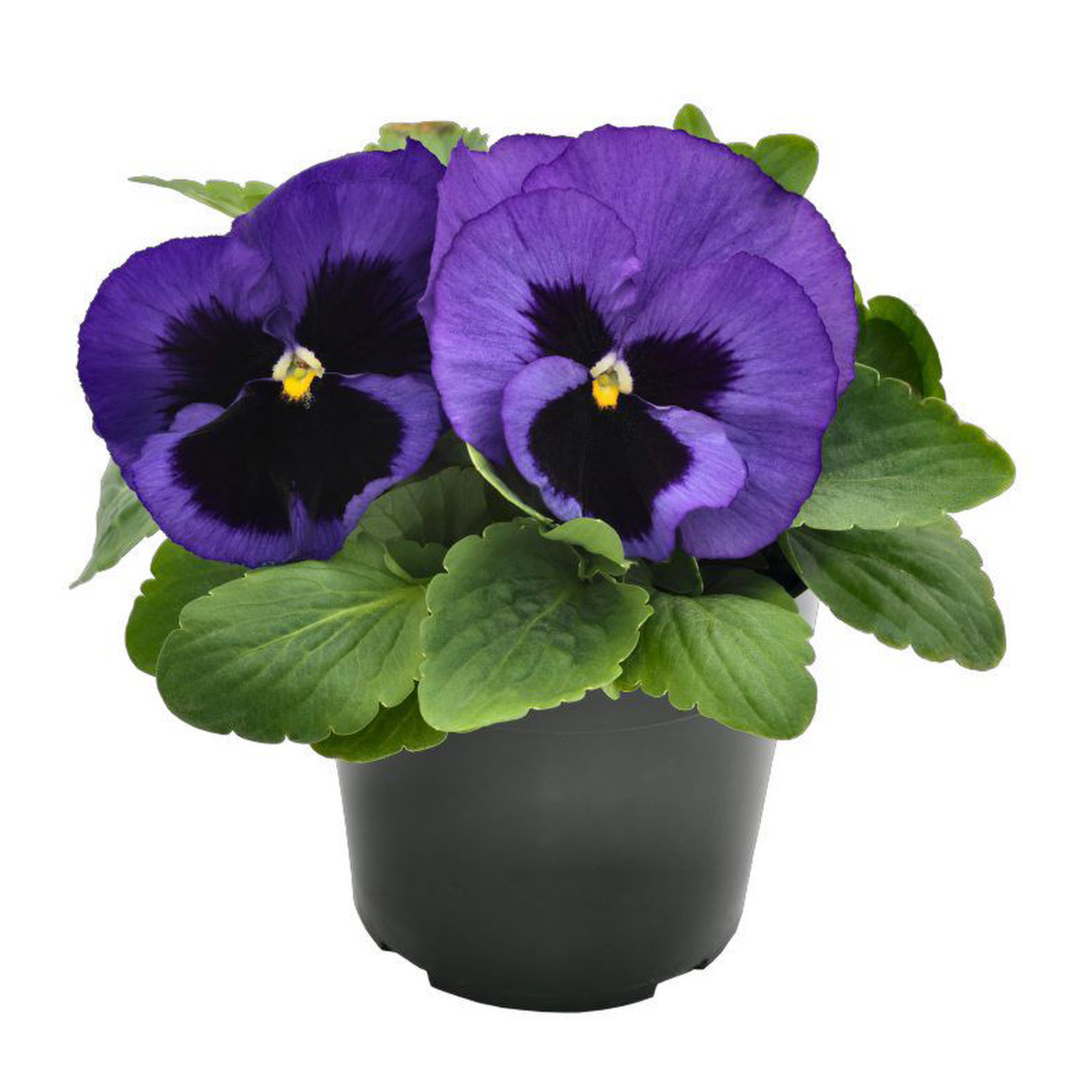 blue-surprise-1541555489.webp